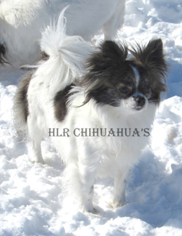 Long haired black female chihuahua. Long haired chocolate male chihuahua.